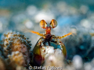 Eye eye ... !

Peacock Mantis Shrimp - Odontodactylus s... by Stefan Follows 